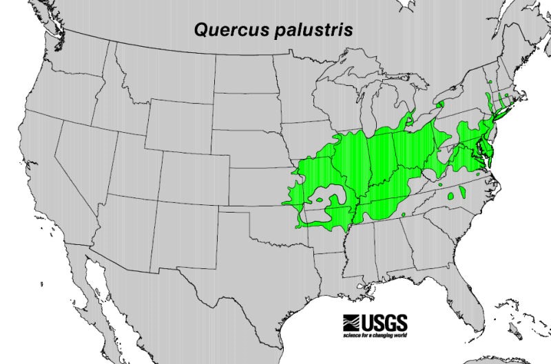 200602 Pin Oak (Quercus palustris) - USGS Forest Service Native Range Map.jpg